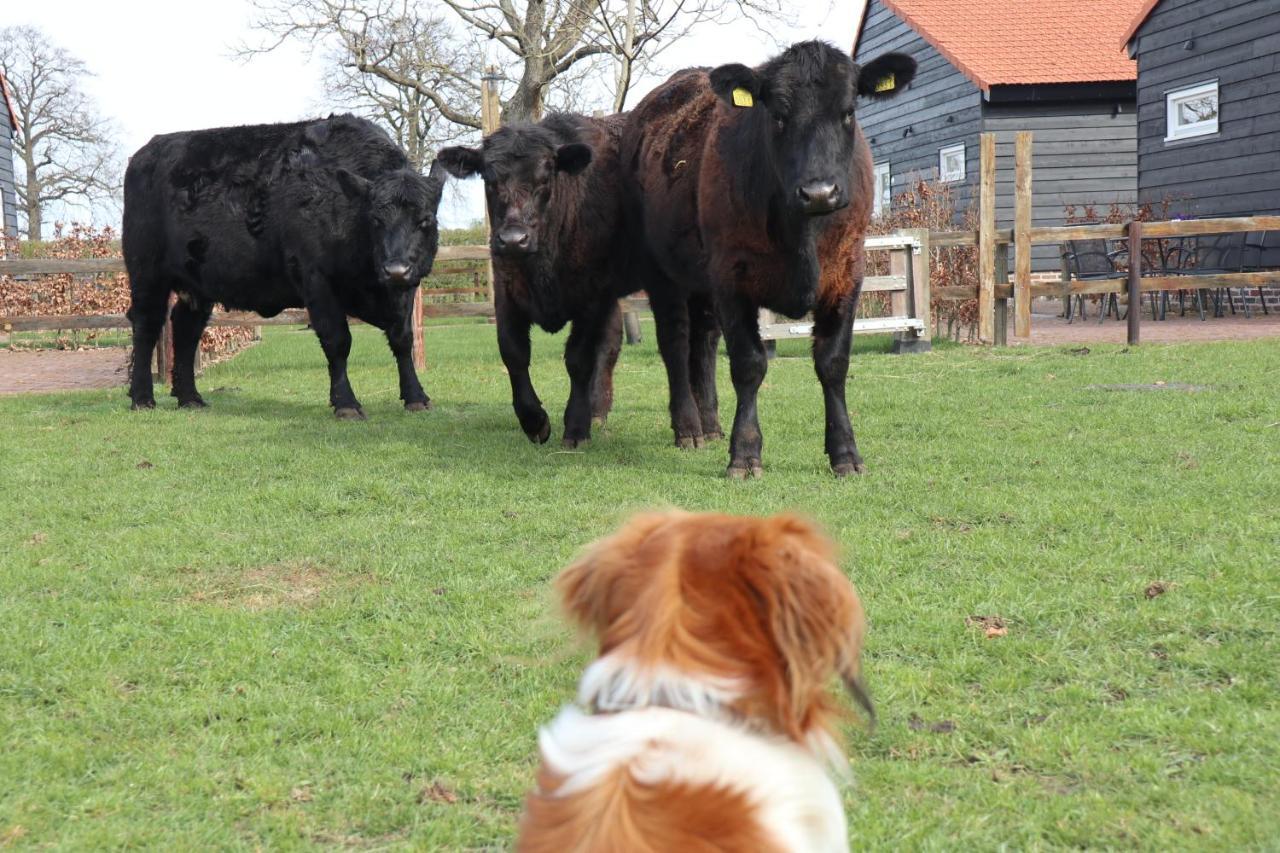 Met de Kippen op Stok - Vakantiehuisjes Baexem Buitenkant foto